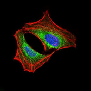 Figure 2: Immunofluorescence analysis of HeLa cells using PIK3R1 mouse mAb (green). Blue: DRAQ5 fluorescent DNA dye. Red: Actin filaments have been labeled with Alexa Fluor-555 phalloidin.