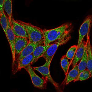 Figure 3: Immunofluorescence analysis of HepG2 cells using PIK3R1 mouse mAb (green). Blue: DRAQ5 fluorescent DNA dye. Red: Actin filaments have been labeled with Alexa Fluor-555 phalloidin.