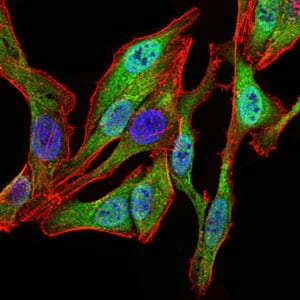 Figure 3: Immunofluorescence analysis of HeLa cells using SPIB mouse mAb (green). Blue: DRAQ5 fluorescent DNA dye. Red: Actin filaments have been labeled with Alexa Fluor-555 phalloidin.