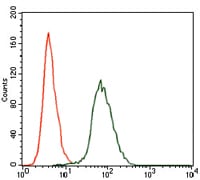 Figure 3: Flow cytometric analysis of HepG2 cells using CSNK2A2 mouse mAb (green) and negative control (red).