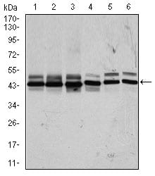 Figure 2: Western blot analysis using CSNK2A2 mouse mAb against HeLa (1), MCF-7 (2), HepG2 (3), Jurkat (4), NIH3T3 (5), and PC-12 (6) cell lysate.