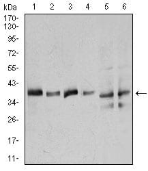 Figure 2: Western blot analysis using ANXA1 mouse mAb against Hela (1), A549 (2), K562 (3), NIH3T3 (4), C6 (5), and COS7 (6) cell lysate.