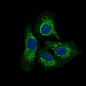 Figure 3: Immunofluorescence analysis of HeLa cells using TWF1 mouse mAb (green). Blue: DRAQ5 fluorescent DNA dye.