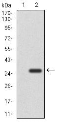 Figure 2: Western blot analysis using NEFM mAb against HEK293 (1) and NEFM (AA: 381-443)-hIgGFc transfected HEK293 (2) cell lysate.