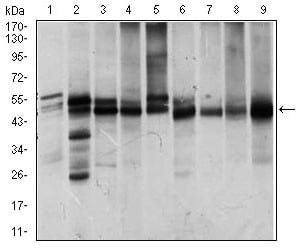 Figure 2: Western blot analysis using ILK mouse mAb against Jurkat (1), NIH3T3 (2), HeLa (3), PC-12 (4), C6 (5), COS7 (6), Raji (7), K562 (8) and MCF-7 (9) cell lysate.