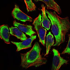 Figure 3: Immunofluorescence analysis of HeLa cells using HAS2 mouse mAb (green). Blue: DRAQ5 fluorescent DNA dye. Red: Actin filaments have been labeled with Alexa Fluor-555 phalloidin.