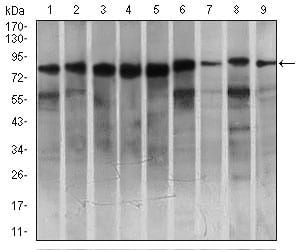 Figure 2: Western blot analysis using MARK3 mouse mAb against HeLa (1), SK-N-SH (2), K562 (3), HCT116 (4), HEK293 (5), 3T3L1 (6), NIH3T3 (7), Jurkat (8), and A431 (9) cell lysate.