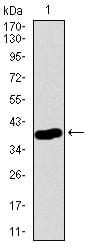 Figure 1: Western blot analysis using CD55 mAb against human CD55 recombinant protein. (Expected MW is 38.5 kDa)