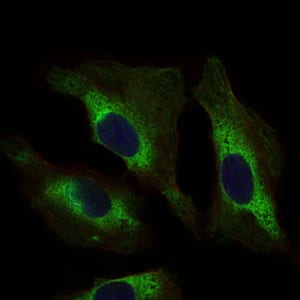 Figure 3: Immunofluorescence analysis of Hela cells using STAT5A mouse mAb (green). Blue: DRAQ5 fluorescent DNA dye.