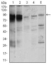 Figure 2: Western blot analysis using STAT5A mouse mAb against K562 (1), MOLT4 (2), HeLa (3), Jurkat (4), and A431 (5) cell lysate.