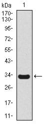 Figure 1: Western blot analysis using SCGB1A1 mAb against human SCGB1A1 recombinant protein. (Expected MW is 33.4 kDa)