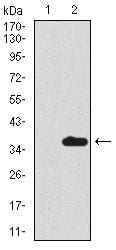 Figure 2: Western blot analysis using SCGB1A1 mAb against HEK293 (1) and SCGB1A1 (AA: 26-91)-hIgGFc transfected HEK293 (2) cell lysate.