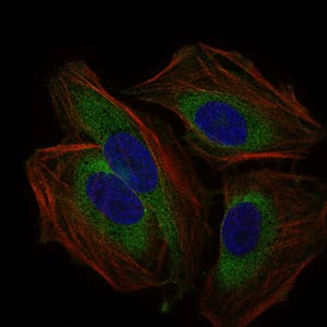 Figure 4: Immunofluorescence analysis of Hela cells using CD59 mouse mAb (green). Blue: DRAQ5 fluorescent DNA dye. Red: Actin filaments have been labeled with Alexa Fluor-555 phalloidin.