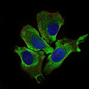 Figure 3: Immunofluorescence analysis of HeLa cells using KEAP1 mouse mAb (green). Blue: DRAQ5 fluorescent DNA dye. Red: Actin filaments have been labeled with Alexa Fluor-555 phalloidin.