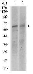 Figure 2: Western blot analysis using KEAP1 mouse mAb against NIH3T3 (1), and A549 (2) cell lysate.