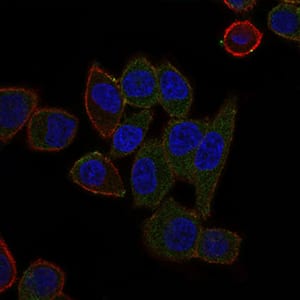 Figure 3: Immunofluorescence analysis of HepG2 cells using ABCB5 mouse mAb (green). Blue: DRAQ5 fluorescent DNA dye. Red: Actin filaments have been labeled with Alexa Fluor-555 phalloidin.