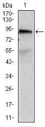 Figure 2: Western blot analysis using ABCB5 mouse mAb against A431 (1) cell lysate.