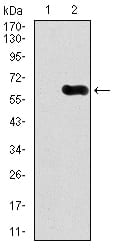 Figure 2: Western blot analysis using CAMK4 mAb against HEK293 (1) and CAMK4 (AA: 35-292)-hIgGFc transfected HEK293 (2) cell lysate.