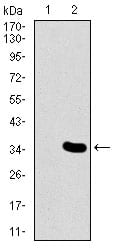 Figure 2: Western blot analysis using MESP2 mAb against HEK293 (1) and MESP2 (AA: 37-94)-hIgGFc transfected HEK293 (2) cell lysate.