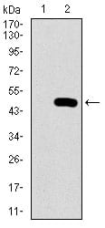 Figure 2: Western blot analysis using PSAP mAb against HEK293 (1) and PSAP (AA: 325-524)-hIgGFc transfected HEK293 (2) cell lysate.