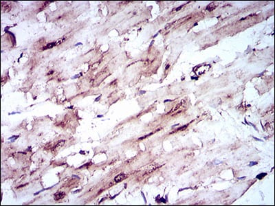 Figure 8: Immunohistochemical analysis of paraffin-embedded cardiac muscle tissues using SLC2A4 mouse mAb with DAB staining.