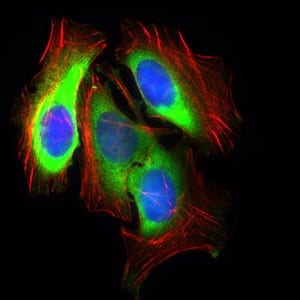 Figure 3: Immunofluorescence analysis of HeLa cells using SLC2A4 mouse mAb (green). Blue: DRAQ5 fluorescent DNA dye. Red: Actin filaments have been labeled with Alexa Fluor-555 phalloidin.