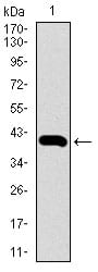 Figure 1: Western blot analysis using SLC2A4 mAb against human SLC2A4 recombinant protein. (Expected MW is 39.9 kDa)