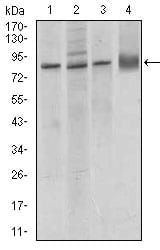 Figure 2: Western blot analysis using CDH5 mouse mAb against MCF-7 (1), A549 (2), HUVE-12 (3) cell lysate, and rat lung (4) tissue lysate.