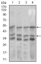 Figure 3: Western blot analysis using NEUROD1 mouse mAb against NIH3T3 (1), SK-N-SH (2), COS7 (3), and MCF-7 (4) cell lysate.