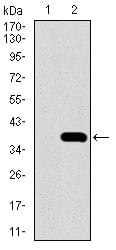 Figure 2: Western blot analysis using NEUROD1 mAb against HEK293 (1) and NEUROD1 (AA: 26-91)-hIgGFc transfected HEK293 (2) cell lysate.