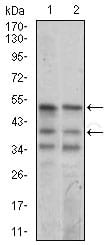 Figure 3: Western blot analysis using Neurod mouse mAb against NIH3T3 (1) and SK-N-SH (2) cell lysate.