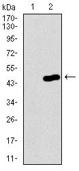 Figure 2: Western blot analysis using PCNA mAb against HEK293 (1) and PCNA (AA: 53-196)-hIgGFc transfected HEK293 (2) cell lysate.