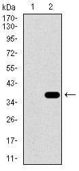 Figure 2: Western blot analysis using SLC27A5 mAb against HEK293 (1) and SLC27A5 (AA: 508-570)-hIgGFc transfected HEK293 (2) cell lysate.