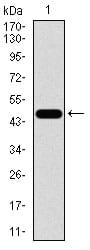 Figure 1: Western blot analysis using CBX8 mAb against human CBX8 recombinant protein. (Expected MW is 49.5 kDa)