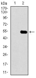 Figure 2: Western blot analysis using CBX8 mAb against HEK293 (1) and CBX8 (AA: 17-222)-hIgGFc transfected HEK293 (2) cell lysate.