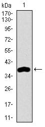 Figure 1: Western blot analysis using MAP1LC3A mAb against human MAP1LC3A recombinant protein. (Expected MW is 39.8 kDa)