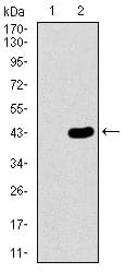 Figure 2: Western blot analysis using MAP1LC3A mAb against HEK293 (1) and MAP1LC3A (AA: 1-121)-hIgGFc transfected HEK293 (2) cell lysate.