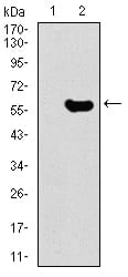 Figure 2: Western blot analysis using GNL3 mAb against HEK293 (1) and GNL3 (AA: 1-226)-hIgGFc transfected HEK293 (2) cell lysate.