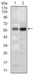 Figure 3: Western blot analysis using GNL3 mouse mAb against NIH3T3 (1) and PC-3 (2) cell lysate.