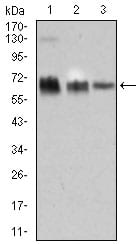 Figure 3: Western blot analysis using TRAFD1 mouse mAb against HEK293 (1), Raji (2), and Jurkat (3) cell lysate.