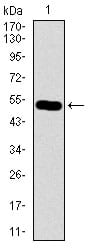 Figure 1: Western blot analysis using C17ORF53 mAb against human C17ORF53 recombinant protein. (Expected MW is 51.9 kDa)