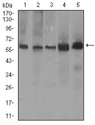 Figure 3: Western blot analysis using PDE1B mouse mAb against A549 (1), SK-MES-1 (2), PC-12 (3), NIH3T3 (4), and 3T3-L1 (5) cell lysate.