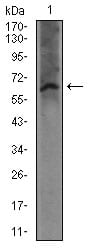 Figure 2: Western blot analysis using FCER1A mouse mAb against mouse kidney tissue lysate.