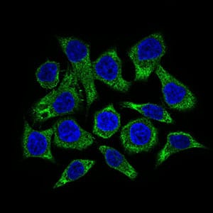 Figure 4: Immunofluorescence analysis of HepG2 cells using GUCY1A3 mouse mAb (green). Blue: DRAQ5 fluorescent DNA dye.