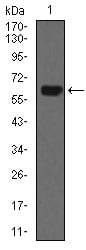 Figure 2: Western blot analysis using CK5 mouse mAb against A431 (1) cell lysate.