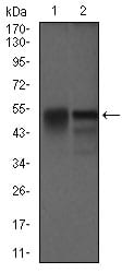 Figure 3: Western blot analysis using DCTN4 mouse mAb against Raw264.7 (1) and NIH3T3 (2) cell lysate.