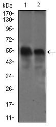 Figure 3: Western blot analysis using DCTN4 mouse mAb against Raw264.7 (1) and NIH3T3 (2) cell lysate.