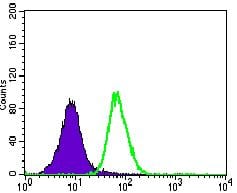 Figure 3: Flow cytometric analysis of A549 cells using ITGB4 mouse mAb (green) and negative control (purple).