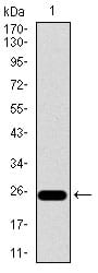 Figure 1: Western blot analysis using ITGB4 mAb against human ITGB4 recombinant protein. (Expected MW is 24 kDa)