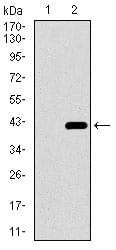 Figure 2: Western blot analysis using DNAL4 mAb against HEK293 (1) and DNAL4 (AA: 1-105)-hIgGFc transfected HEK293 (2) cell lysate.